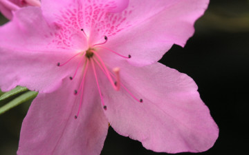 Картинка цветы рододендроны+ азалии azalea pink