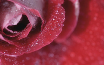 Картинка цветы розы роза фон макро