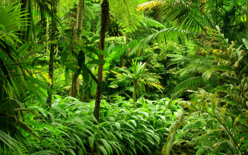 Картинка природа тропики jungle кусты деревья лес зелень