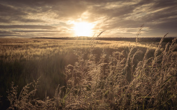 Картинка природа восходы закаты закат трава поле