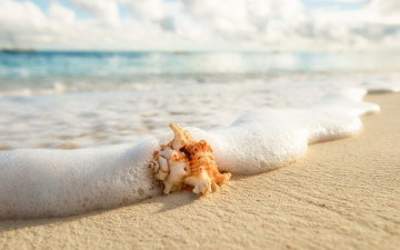 обоя разное, ракушки,  кораллы,  декоративные и spa-камни, раковина, волна, пляж, море, берег, песок