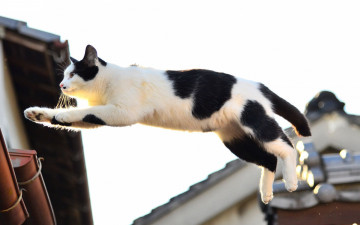 Картинка животные коты прыжок