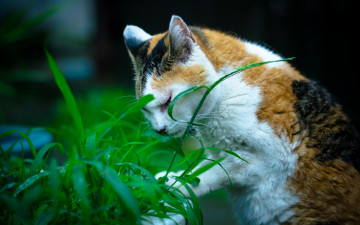 Картинка животные коты трава
