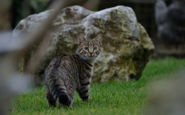 Картинка животные коты трава камень