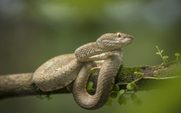 Картинка животные змеи +питоны +кобры на ветке дерева шлегеля Ядовитая змея цепкохвостый ботропс