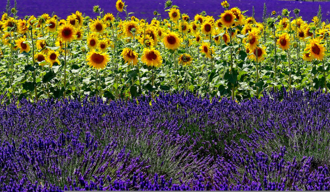Обои картинки фото цветы, разные вместе, подсолнух, лето, поле, лаванда
