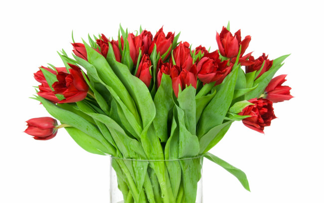 Обои картинки фото цветы, букеты,  композиции, белый, фон, красные, тюльпаны, букет, листья, бутоны