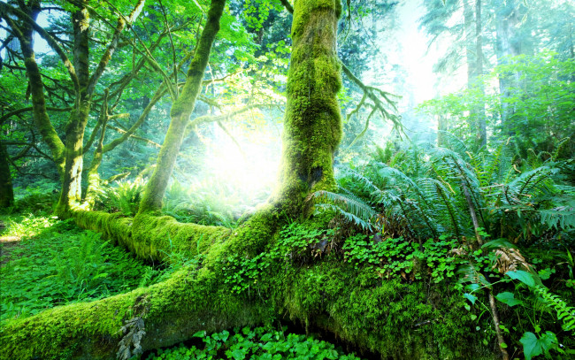 Обои картинки фото природа, тропики, трава, лес, зелень, деревья, солнце, кусты, джунгли, мох