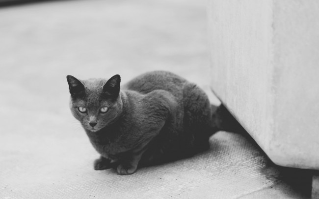 Обои картинки фото животные, коты, черно-белое, фото