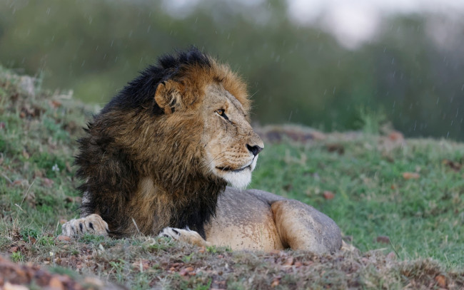 Обои картинки фото животные, львы, дождь, растения