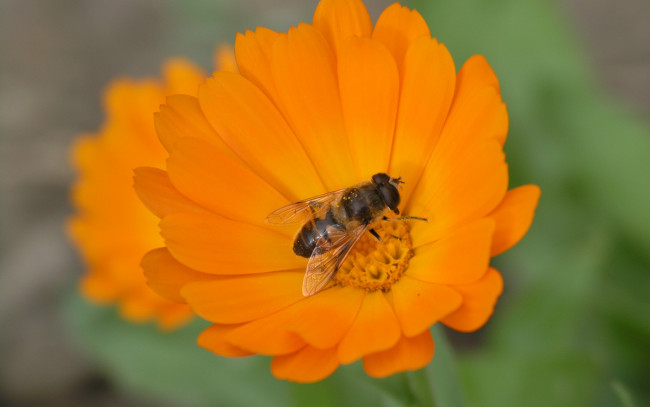 Обои картинки фото животные, пчелы,  осы,  шмели, hana, flower