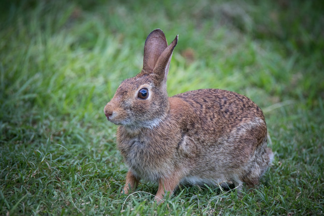 Обои картинки фото животные, кролики,  зайцы, природа, ушки, трава, животное, кролик