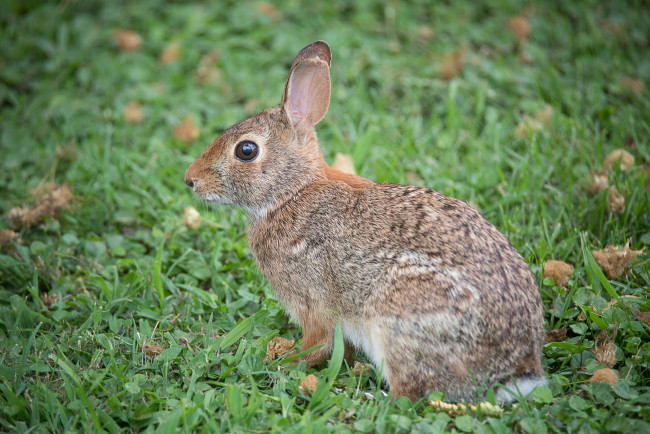 Обои картинки фото животные, кролики,  зайцы, животное, трава, ушки, природа, кролик
