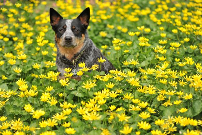 Обои картинки фото животные, собаки, собака, друг, цветы, взгляд, лето