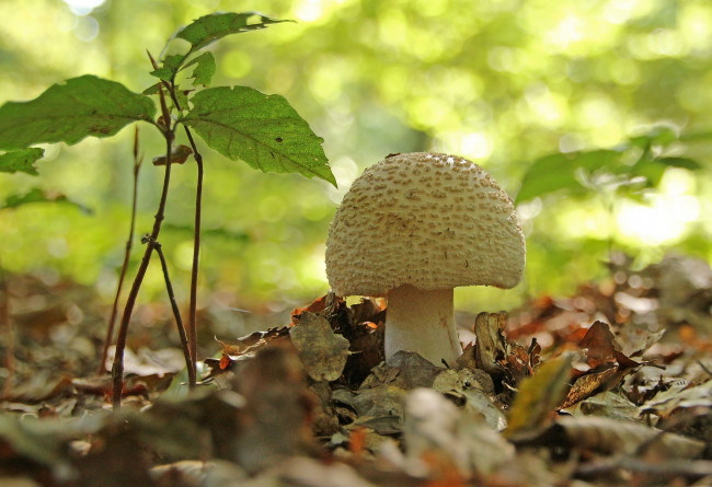 Обои картинки фото природа, грибы, гриб, лес, листья