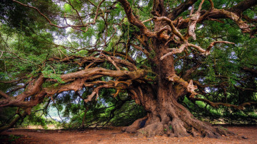 Картинка природа деревья дерево старое