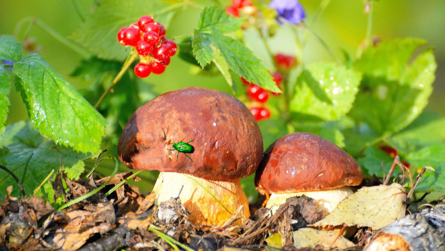 Обои картинки фото природа, грибы, жук