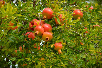Картинка природа деревья pomegranates гранаты pomegranate tree