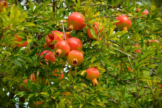 Обои картинки фото природа, деревья, pomegranates, гранаты, pomegranate, tree
