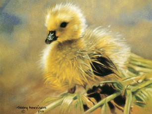 Картинка рисованные животные желтый утенок птенец