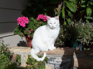 Картинка животные коты белая кошка герань