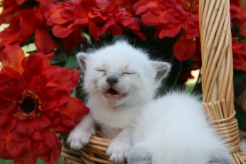Картинка животные коты белый котенок