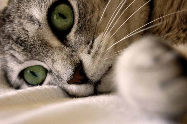 Обои картинки фото животные, коты, зеленые, глаза
