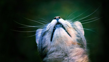 Картинка животные коты мордочка