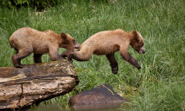 Картинка животные медведи прыжок медвежата