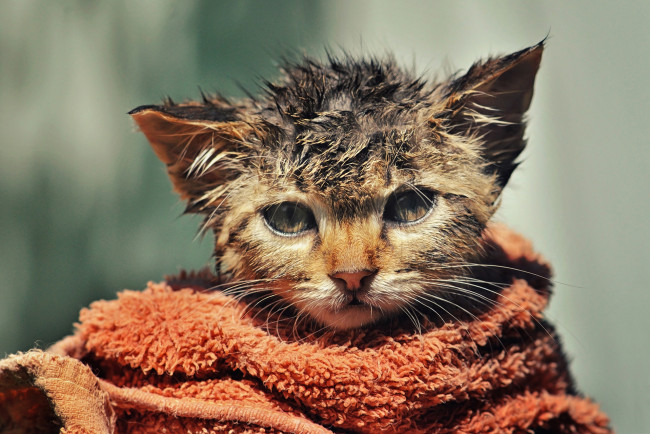 Обои картинки фото животные, коты, мордочка, котёнок, взъерошенный, мокрый, полотенце