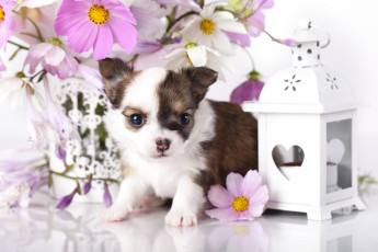 Картинка животные собаки ошейник чихуахуа корзина цветы космея щенок собака