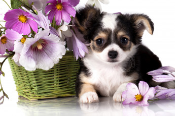Картинка животные собаки собака космея мальвы корзина цветы чихуахуа щенок