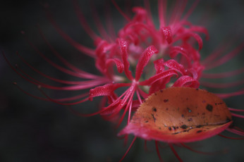 Картинка цветы листик лист роса красный цветок макро