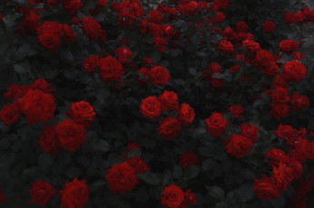 Картинка цветы розы листья много красные