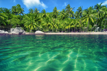 Картинка природа тропики солнышко песок пальмы пляж море