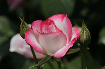 Картинка цветы розы лепестки листья цветение розовая роза