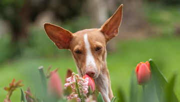 Картинка животные собаки взгляд цветы собака