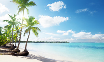 Картинка природа тропики море пальмы песок солнышко пляж