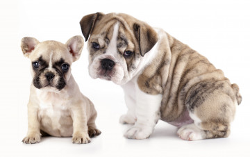 Картинка животные собаки бульдоги английский бульдог щенки французский
