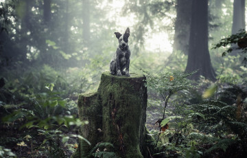 Картинка животные собаки пень лес друг взгляд собака