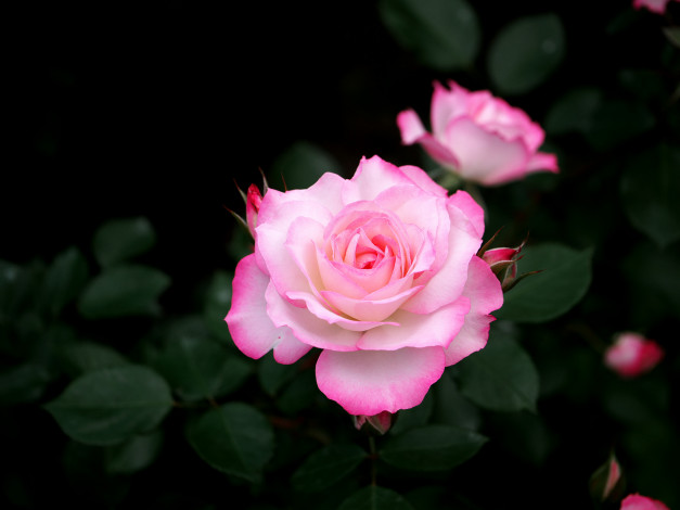 Обои картинки фото цветы, розы, цветение, роза, розовая, лепестки, бутон