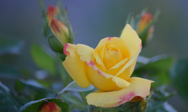 Обои картинки фото цветы, розы, bud, цветение, rose, blossoms, leaves, petals, роза, листья, лепестки, бутон