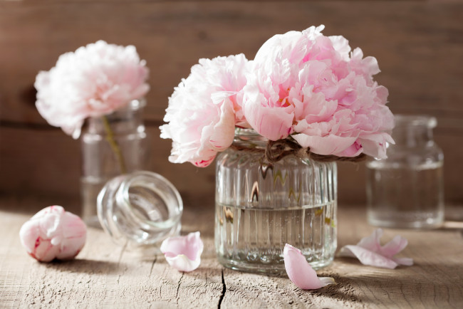 Обои картинки фото цветы, пионы, лепестки, розовые, натюрморт