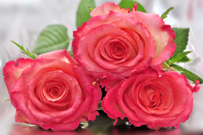 Обои картинки фото цветы, розы, бутоны, трио
