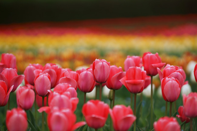 Обои картинки фото цветы, тюльпаны, лепестки, разноцветные, цветение, много