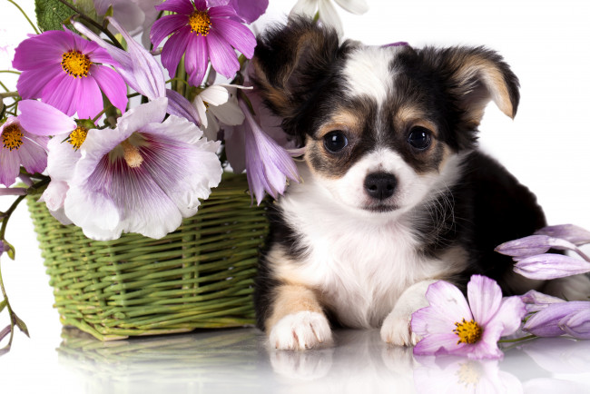 Обои картинки фото животные, собаки, собака, космея, мальвы, корзина, цветы, чихуахуа, щенок