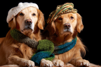 Картинка животные собаки ретривер золотистый пара берет шарф