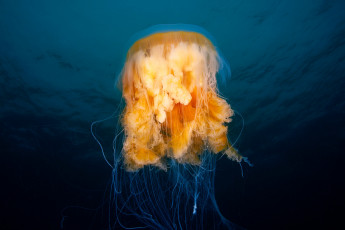Картинка животные медузы океан медуза