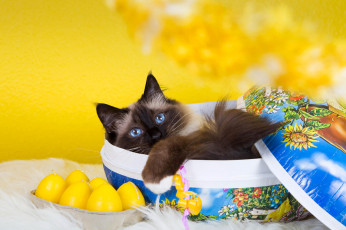 Картинка животные коты котенок фон коробка желтый лежит пушистый