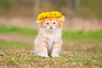 Картинка животные коты котёнок пушистый малыш цветы венок
